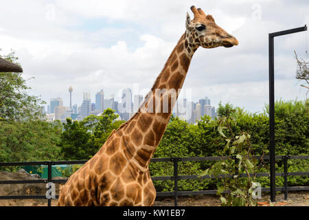 Giraffe Gehäuse, mit Sydney Skyline im Hintergrund, am Taronga Zoo in Sydney, New South Wales, Australien Stockfoto