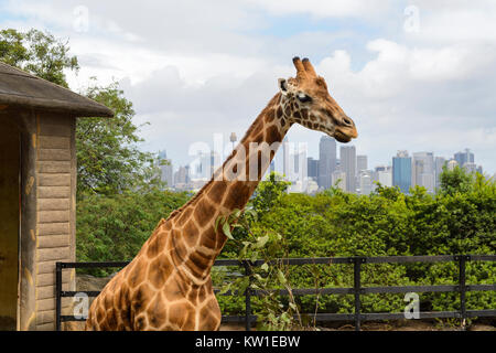 Giraffe Gehäuse, mit Sydney Skyline im Hintergrund, am Taronga Zoo in Sydney, New South Wales, Australien Stockfoto