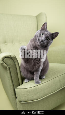 Chubby graue Katze mit Plüsch kurze Fell Sitzen auf grün gepolsterten Sessel Stockfoto