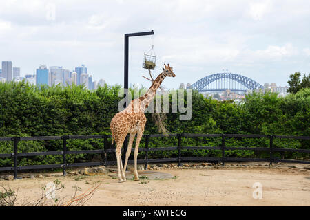 Giraffe Gehäuse, mit Sydney Skyline und der Sydney Harbour Bridge im Hintergrund, am Taronga Zoo in Sydney, New South Wales, Australien Stockfoto