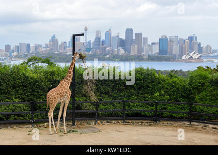 Giraffe Gehäuse, mit Sydney Skyline im Hintergrund, am Taronga Zoo in Sydney, New South Wales, Australien Stockfoto