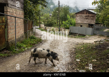 Rtveli, eine Weinlese von Alexandrouli & Mudzhuretuli Trauben, die nur in Khvanchkara Weinbergen wachsen, in der Nähe der Stadt Ambrolauri in Racha, Georgien Stockfoto