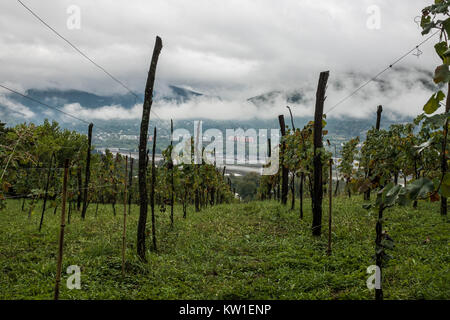 Rtveli, eine Weinlese von Alexandrouli & Mudzhuretuli Trauben, die nur in Khvanchkara Weinbergen wachsen, in der Nähe der Stadt Ambrolauri in Racha, Georgien Stockfoto