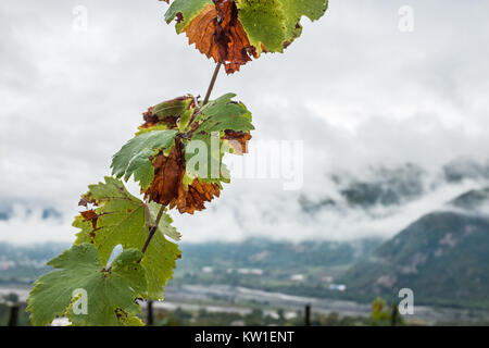 Rtveli, eine Weinlese von Alexandrouli & Mudzhuretuli Trauben, die nur in Khvanchkara Weinbergen wachsen, in der Nähe der Stadt Ambrolauri in Racha, Georgien Stockfoto