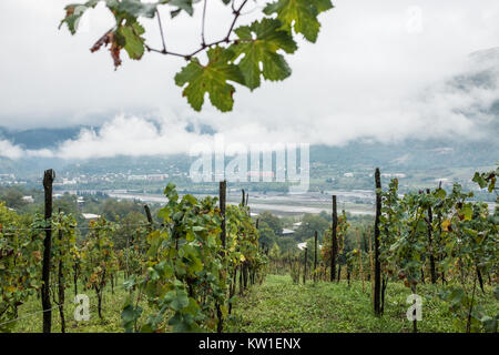 Rtveli, eine Weinlese von Alexandrouli & Mudzhuretuli Trauben, die nur in Khvanchkara Weinbergen wachsen, in der Nähe der Stadt Ambrolauri in Racha, Georgien Stockfoto