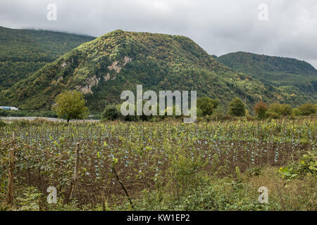 Rtveli, eine Weinlese von Alexandrouli & Mudzhuretuli Trauben, die nur in Khvanchkara Weinbergen wachsen, in der Nähe der Stadt Ambrolauri in Racha, Georgien Stockfoto