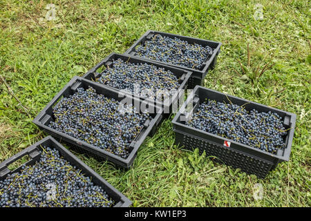 Rtveli, eine Weinlese von Alexandrouli & Mudzhuretuli Trauben, die nur in Khvanchkara Weinbergen wachsen, in der Nähe der Stadt Ambrolauri in Racha, Georgien Stockfoto