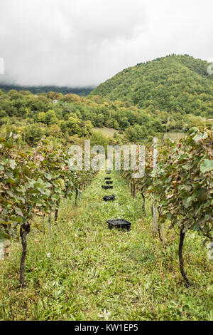 Rtveli, eine Weinlese von Alexandrouli & Mudzhuretuli Trauben, die nur in Khvanchkara Weinbergen wachsen, in der Nähe der Stadt Ambrolauri in Racha, Georgien Stockfoto