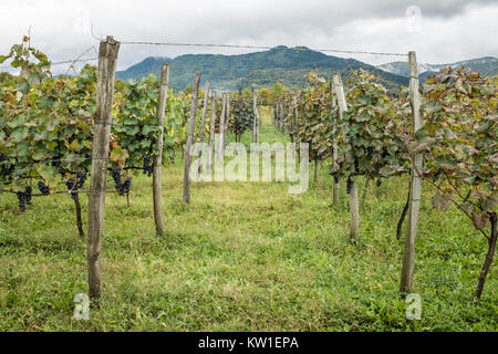 Rtveli, eine Weinlese von Alexandrouli & Mudzhuretuli Trauben, die nur in Khvanchkara Weinbergen wachsen, in der Nähe der Stadt Ambrolauri in Racha, Georgien Stockfoto