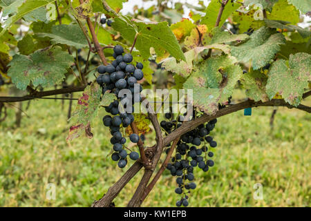 Rtveli, eine Weinlese von Alexandrouli & Mudzhuretuli Trauben, die nur in Khvanchkara Weinbergen wachsen, in der Nähe der Stadt Ambrolauri in Racha, Georgien Stockfoto