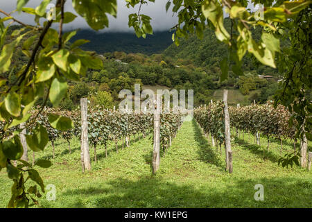 Rtveli, eine Weinlese von Alexandrouli & Mudzhuretuli Trauben, die nur in Khvanchkara Weinbergen wachsen, in der Nähe der Stadt Ambrolauri in Racha, Georgien Stockfoto