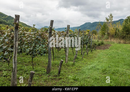 Rtveli, eine Weinlese von Alexandrouli & Mudzhuretuli Trauben, die nur in Khvanchkara Weinbergen wachsen, in der Nähe der Stadt Ambrolauri in Racha, Georgien Stockfoto