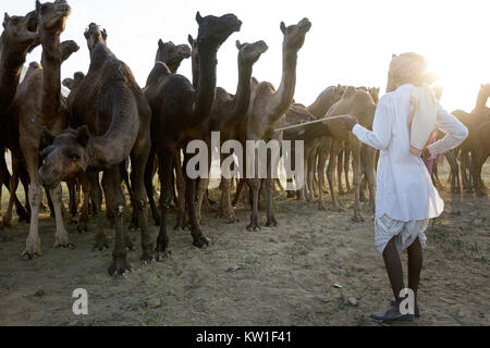 Ein Kamel Händler mit seiner Herde während der jährlichen Pushkar Camel Fair, Pushkar, Rajasthan, Indien Stockfoto