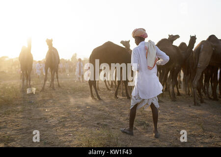 Ein Kamel Händler mit seiner Herde während der jährlichen Pushkar Camel Fair, Pushkar, Rajasthan, Indien Stockfoto