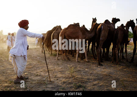 Ein Kamel Händler mit seiner Herde während der jährlichen Pushkar Camel Fair, Pushkar, Rajasthan, Indien Stockfoto