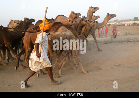 Ein Kamel Händler mit seiner Herde während der jährlichen Pushkar Camel Fair, Pushkar, Rajasthan, Indien Stockfoto