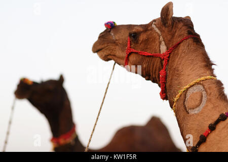 Szene in Pushkar Camel Fair, geschmückte Kamele, Ajmer, Pushkar, Rajasthan, Indien Stockfoto