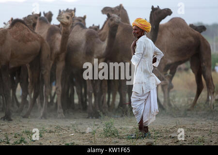 Ein Kamel Händler mit seiner Herde während der jährlichen Pushkar Camel Fair, Pushkar, Rajasthan, Indien Stockfoto