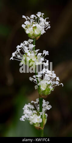 In der Nähe der winzigen Blüten eines zierlichen Kraut Stockfoto