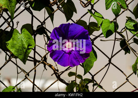 Blaue Blume morning glory des Ipomea Gattung der Familie Convolvulaceae (Ipomea purpurea) Stockfoto