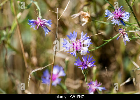 Blaue Blumen einer kornblume (Centaurea cyanus) Stockfoto
