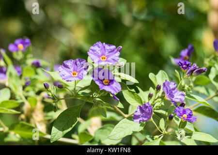 Lila Blüten von Solanum rantonnei bekannt als Blue Potato bush (Lycianthes rantonnetii) Stockfoto