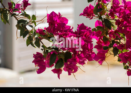Lila Blüten der immergrünen Strauch Bougainvillea (Bougainvillea glabra) Stockfoto