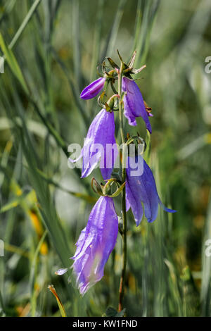 Lila Blüten der Wide-leaved Glockenblume (Campanula latifolia) Stockfoto