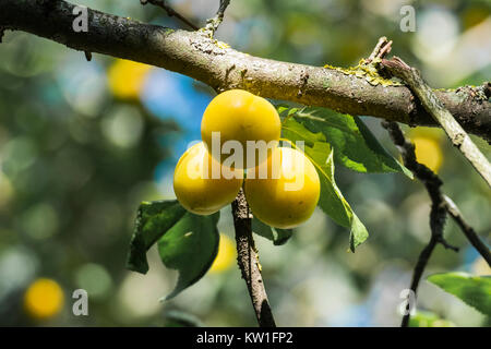 Reife Früchte gelb Cherry Plum (Prunus cerasifera) Stockfoto