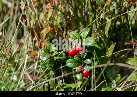 Gereifte Beeren der Karpaten Preiselbeere (Vaccinium vitis-idaea) Stockfoto