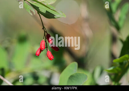 Mehrere rote Beeren der Gemeinsamen berberitze Reifung auf einem Busch (Berberis vulgaris) Stockfoto