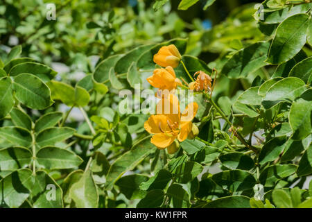 In den gelben Blüten von Caragana, auch bekannt als die gelbe Acacia (Caragana arborescens) Stockfoto