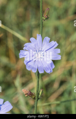 Vorsichtig die blaue Blume der Gemeinsamen CHICORÉE (Cichorium intybus) Stockfoto