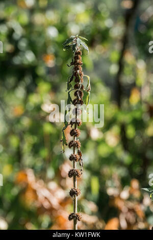 Schaft motherwort mit trockenen Körbe, aber immer noch mit grünen Blättern (leonurus Cardiaca) Stockfoto