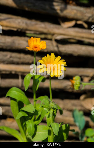 Gelb - heiße Blüte der Ringelblume (Calendula officinalis) Stockfoto