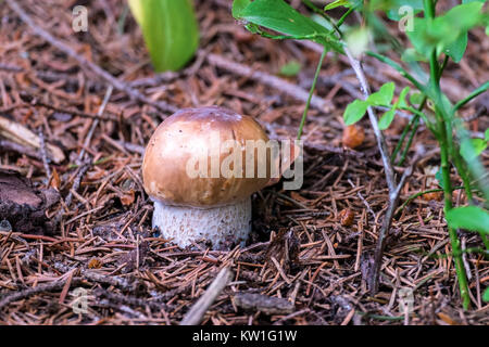 Junge penny Bun gekeimt durch die gefallenen Stacheln von Nadelbäumen (Boletus edulis) Stockfoto