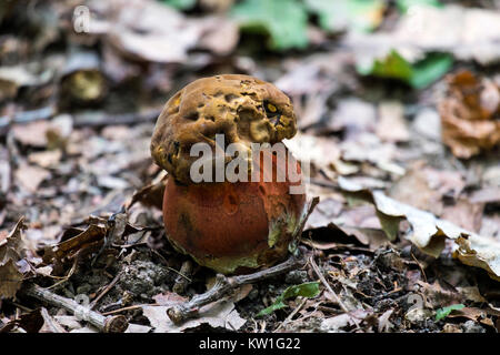 Die jungen Teufel bolete wuchs im Laubwald (Rubroboletus satanas) Stockfoto