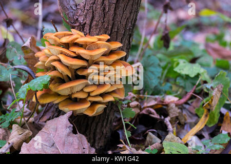 Wilden goldenen Nadel Pilze erhöht auf den Stamm eines alten Baumes (Flammulina velutipes) Stockfoto