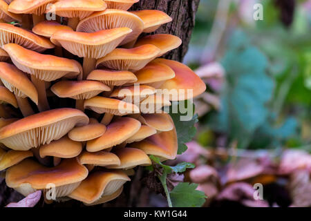 Wilden goldenen Nadel Pilze erhöht auf den Stamm eines alten Baumes (Flammulina velutipes) Stockfoto