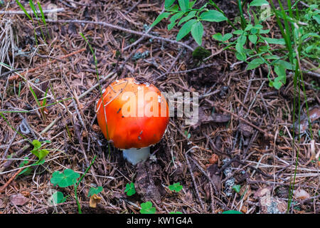 Junge fly agaric Pilz gekeimt durch die gefallenen Stacheln von Nadelbäumen (Amanita muscaria) Stockfoto