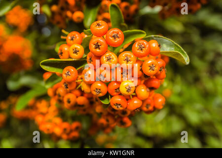 Orange holzbär Beeren auf einem shurb in der Sonne Stockfoto