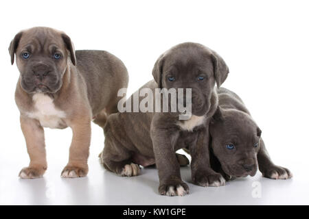 Schöne junge Welpen italienische Mastiff Cane Corso (5 Wochen) Stockfoto