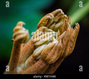 Junge Triebe von Fatsia Japonica im Frühjahr Stockfoto