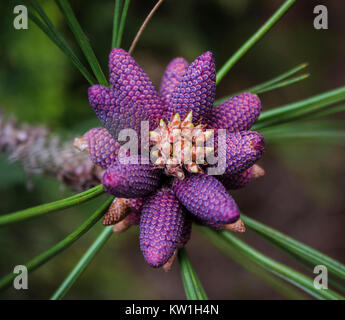 Junge Lila Tannenzapfen von panderosa Pine Tree im Frühjahr Stockfoto