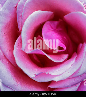 Rosa Rose unter Wasser. Luftblasen auf Blütenblätter Stockfoto
