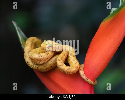 Gelb Wimpern Pit Viper Snake aus Costa Rica Stockfoto