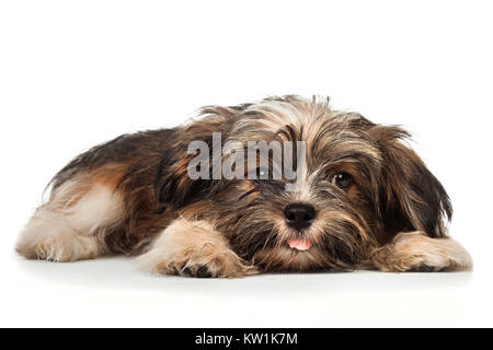 Eine Festlegung der schönen Lächeln, dunkle Schokolade havaneser Welpe Hund Stockfoto