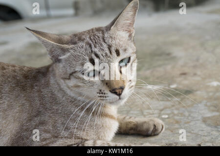 Cat gerade aufwachen. Stockfoto