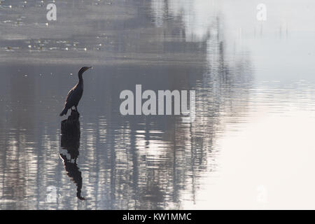 Blue Heron auf Silber Wasser Stockfoto