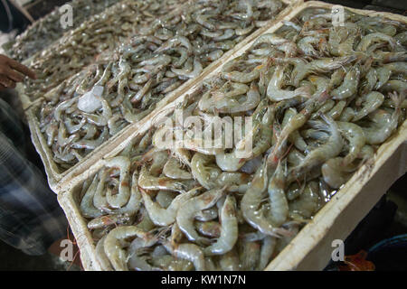 Pacific white Shrimps Stockfoto